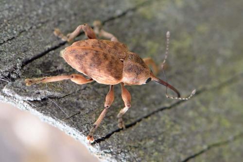 Réf. 282 468 : Curculio pellitus