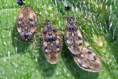 Dictyla sp.