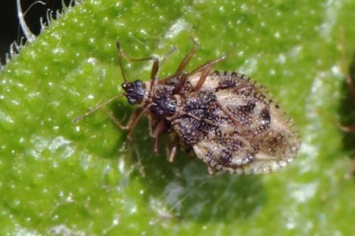 Dictyla sp.
