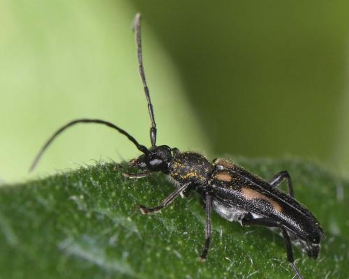Réf. 282 865 : Anoplodera sexguttata