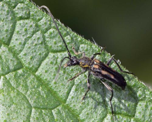 Réf. 282 866 : Anoplodera sexguttata