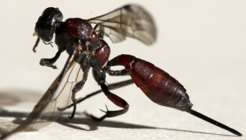 Réf. 282 070 : Xylophrurus augustus
