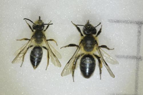Andrena sp.