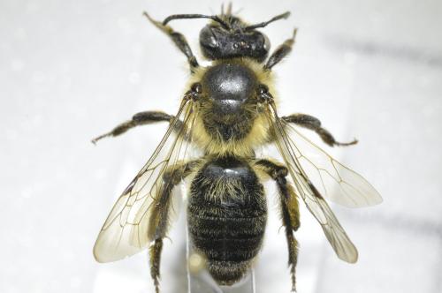 Andrena sp.