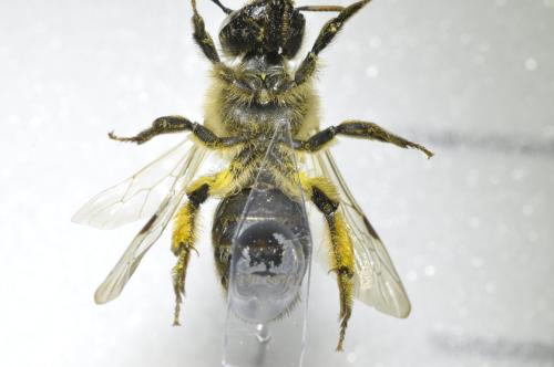 Andrena sp.