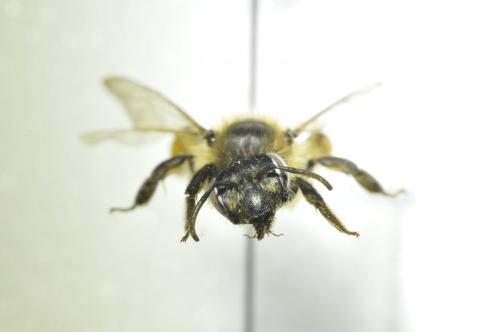 Andrena sp.