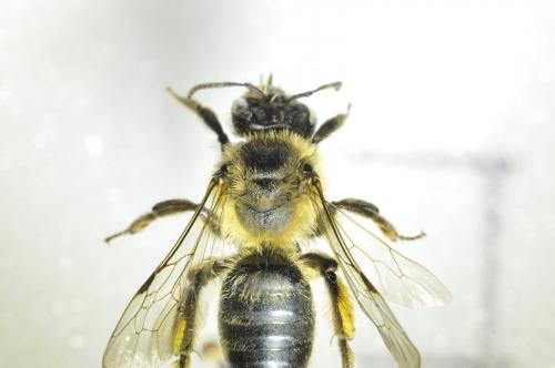 Andrena sp.