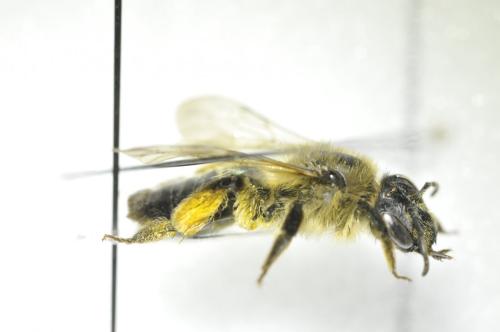 Andrena sp.