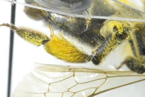 Andrena sp.