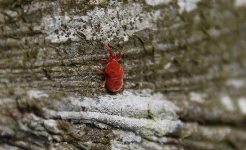 Réf. 282 230 : Allothrombium sp.