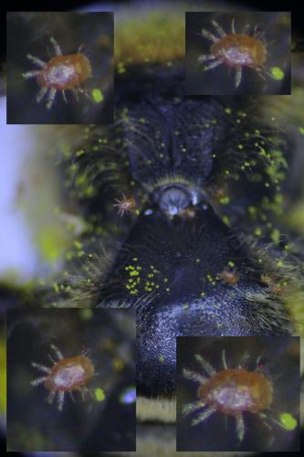 Réf. 282 211 : Chaetodactylus sp.