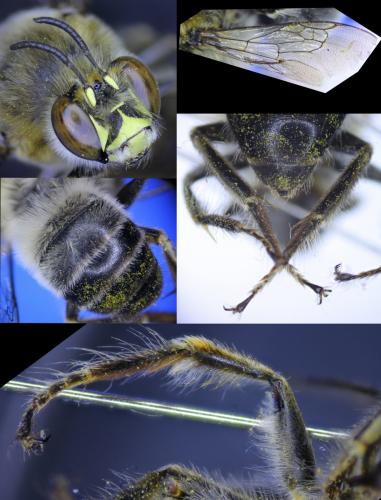 Anthophora agama