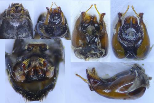 Anthophora agama