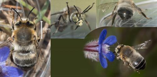 Anthophora agama