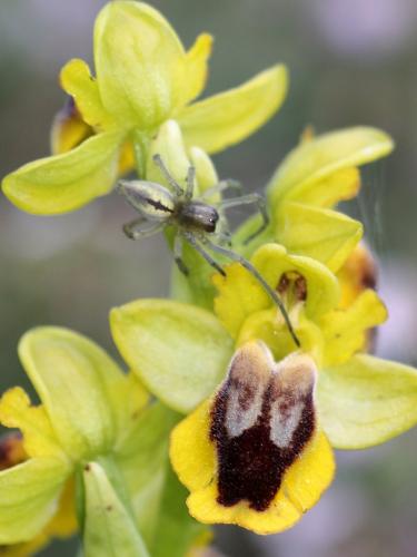 Cheiracanthium sp.
