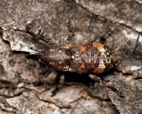 Pissodes castaneus