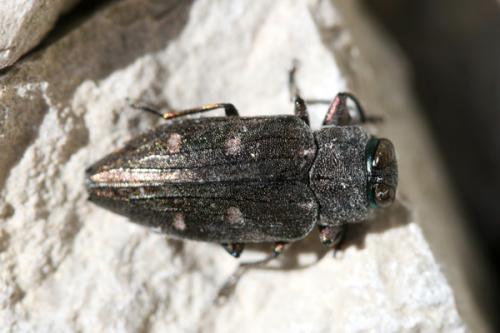 Réf. 282 580 : Chrysobothris affinis