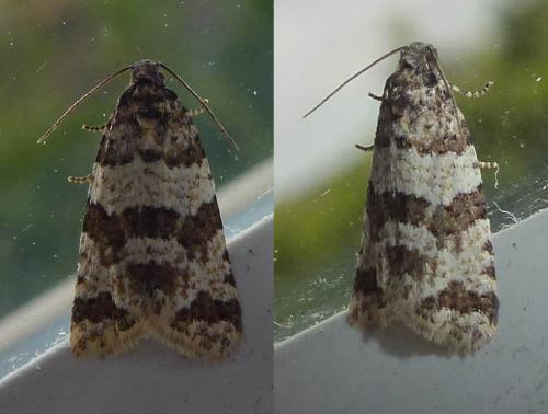 Isotrias rectifasciana