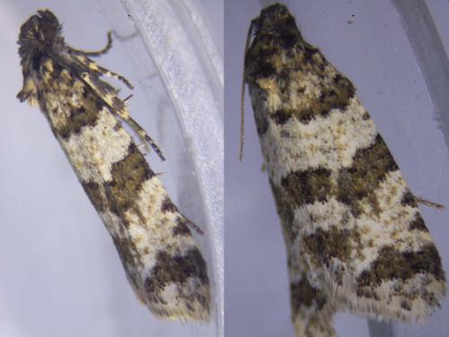 Réf. 282 142 : Isotrias rectifasciana
