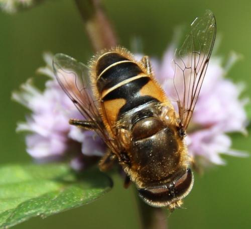 Réf. 282 270 : Eristalis nemorum