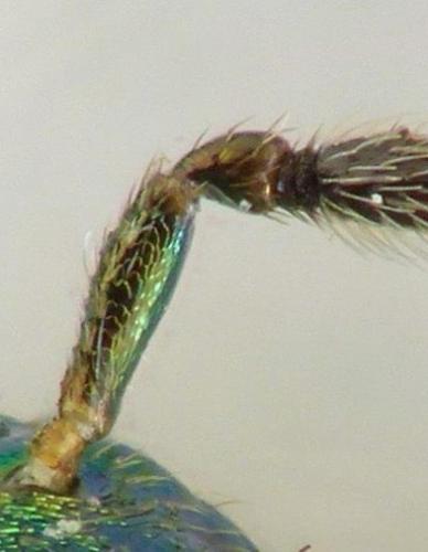 Réf. 282 196 : Miscogaster elegans