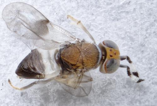Réf. 282 587 : Metaphycus maculipennis