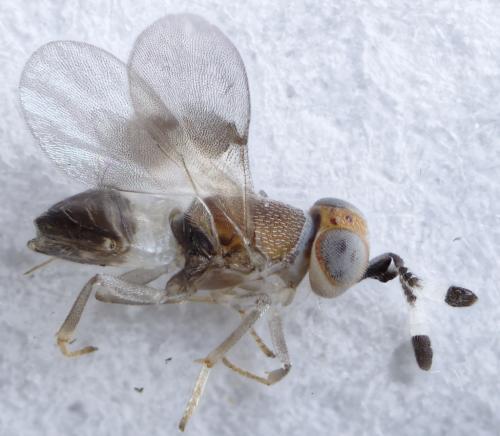 Réf. 282 586 : Metaphycus maculipennis