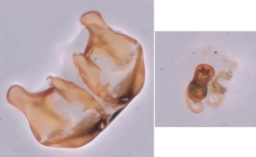 Réf. 282 783 : Bembidion deletum