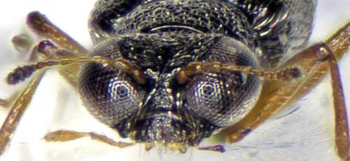 Réf. 282 947 : Stenus circularis