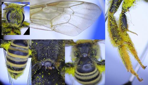 Halictus scabiosae
