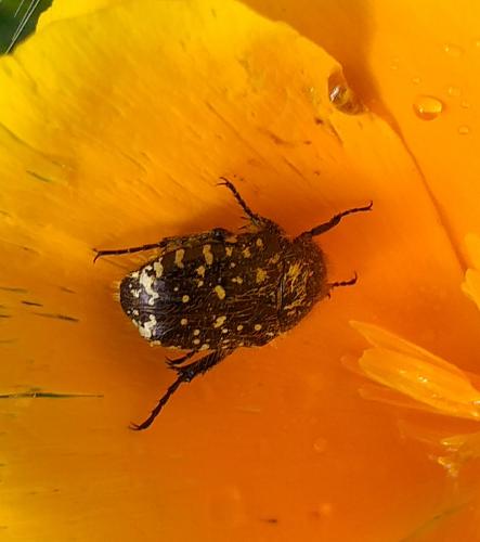 Oxythyrea funesta