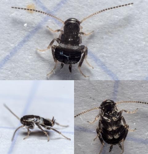 Planuncus vinzi