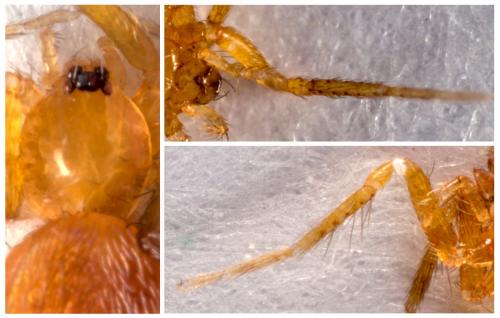 Oonops domesticus