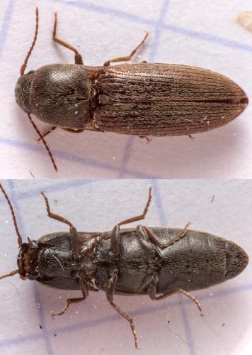 Agriotes sp.