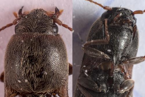 Agriotes sp.