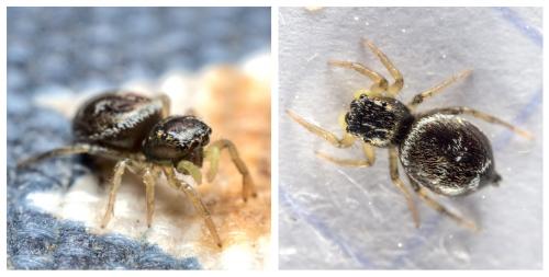 Heliophanus sp.