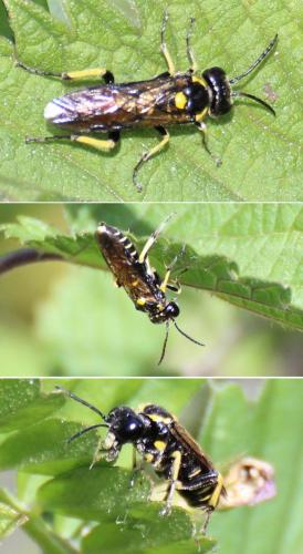 Réf. 282 656 : Macrophya crassula