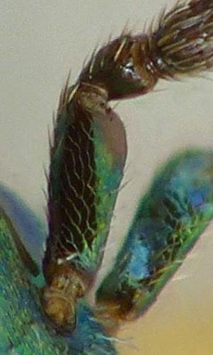 Réf. 282 194 : Miscogaster maculata