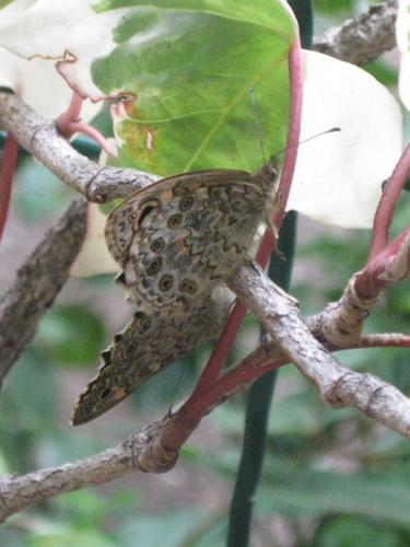 Lasiommata megera