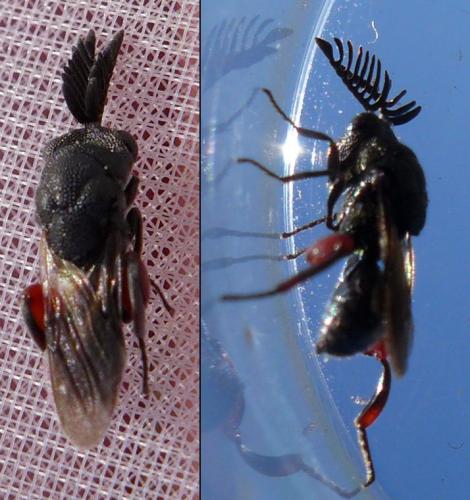 Réf. 282 568 : Chirocera pectinicornis