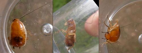 Réf. 282 062 : Loboptera decipiens