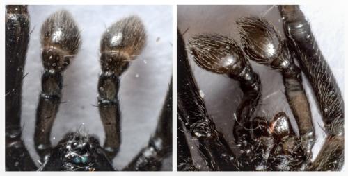 Drassyllus sp.
