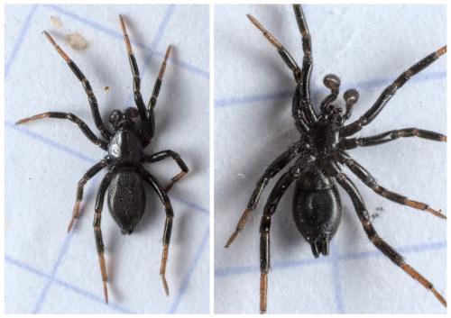 Drassyllus sp.