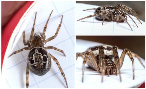 Réf. 282 760 : Steatoda nobilis