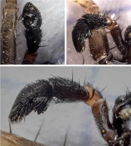 Pardosa hortensis