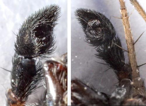 Pardosa hortensis