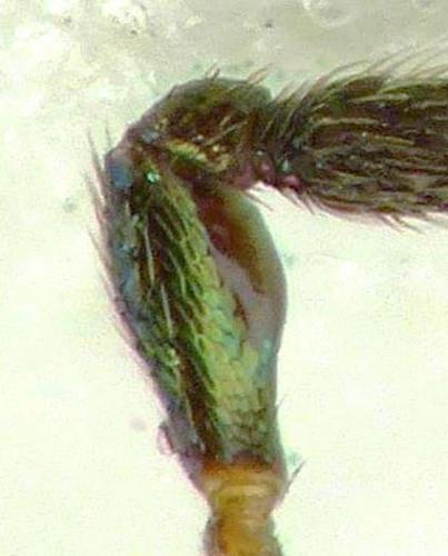 Miscogaster rufipes
