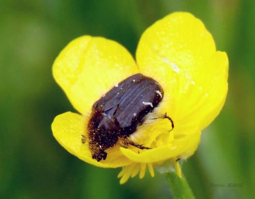 Tropinota hirta