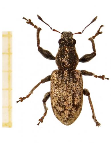 Andrion regensteinense