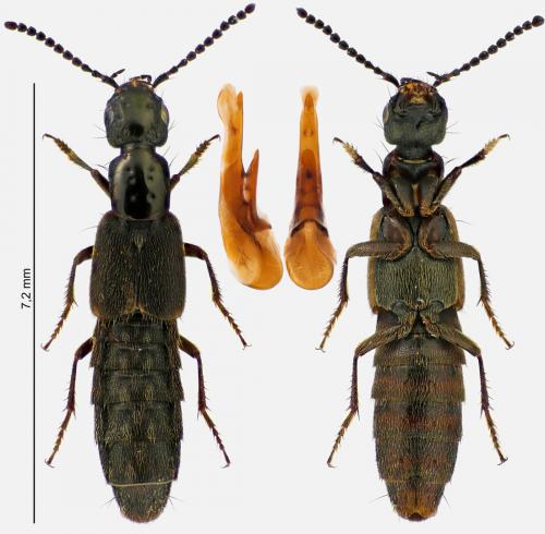 Cafius xantholoma